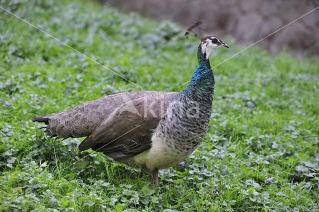 Pauw (Pavo cristatus)