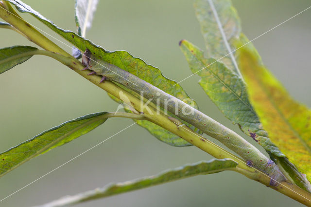 Peper-en-zoutvlinder