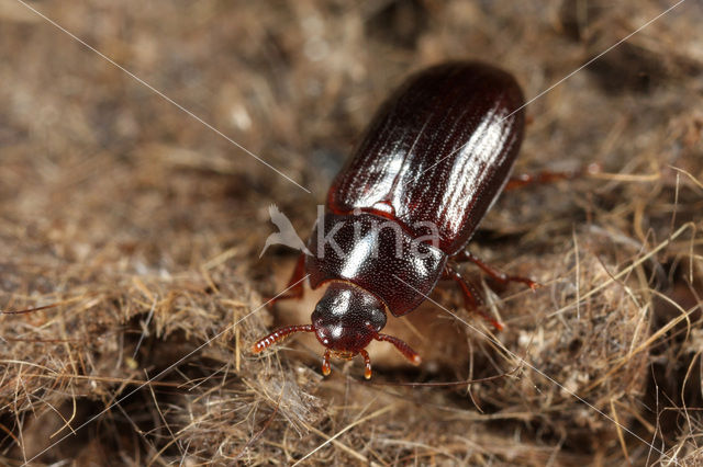 Piepschuimkever (Alphitobius diaperinus)