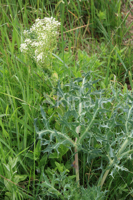 Pijlkruidkers (Lepidium draba)