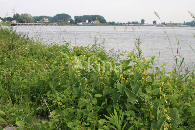 Birthwort (Aristolochia clematitis)