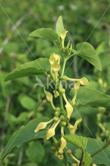 Birthwort (Aristolochia clematitis)