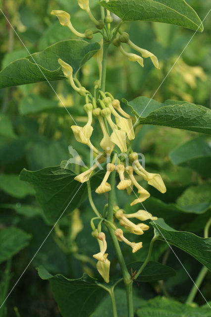 Birthwort (Aristolochia clematitis)