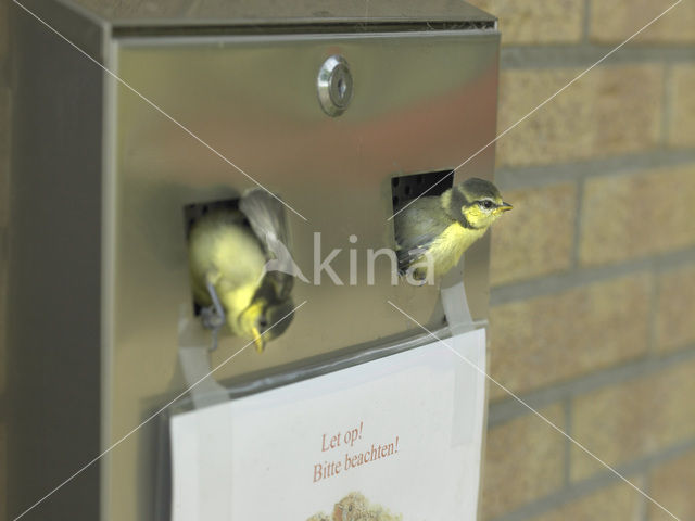 Pimpelmees (Parus caeruleus)