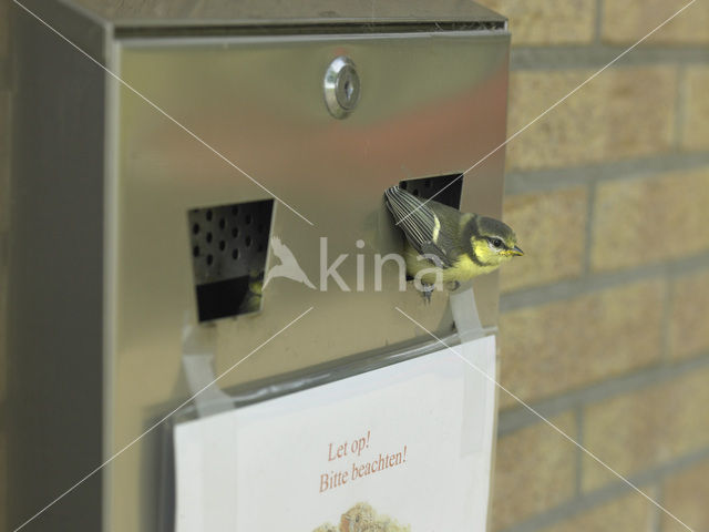 Pimpelmees (Parus caeruleus)