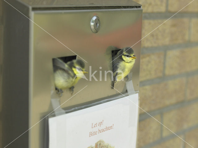 Pimpelmees (Parus caeruleus)