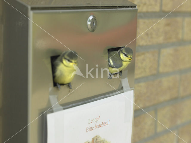 Pimpelmees (Parus caeruleus)
