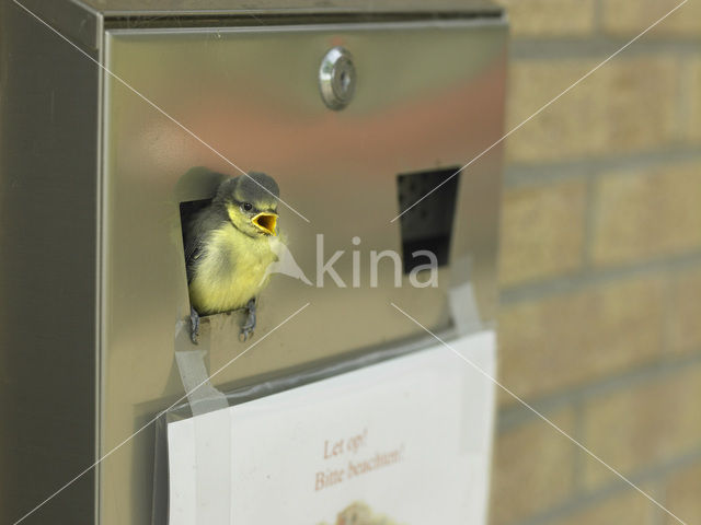 Pimpelmees (Parus caeruleus)