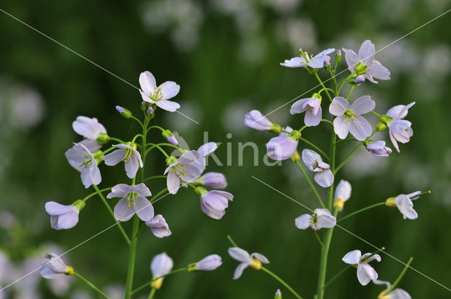 Pinksterbloem (Cardamine pratensis)