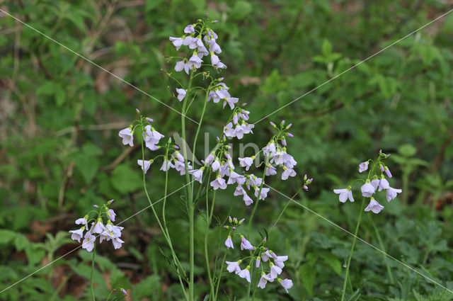 Lady's Smock