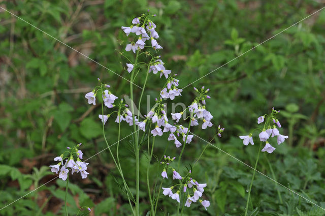 Pinksterbloem (Cardamine pratensis)