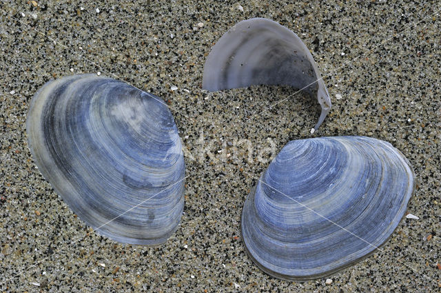 Peppery Furrow-shell (Scrobicularia plana)