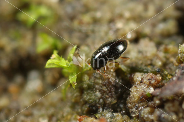 Ptenidium nitidum