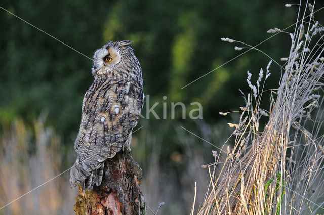 Long-eared Owl (Asio otus)