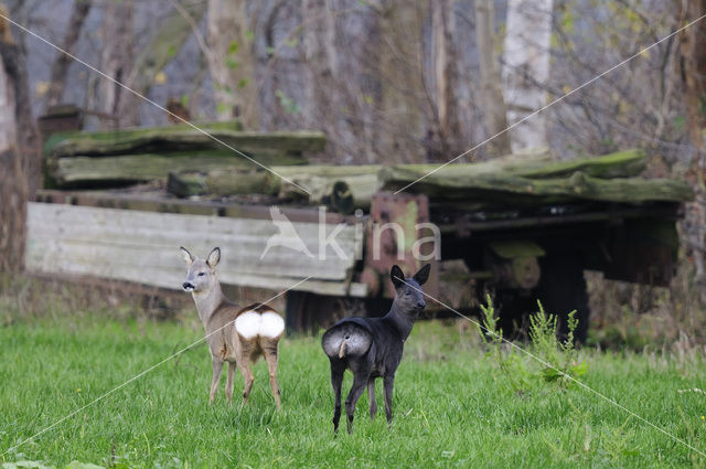 Roe Deer (Capreolus capreolus)