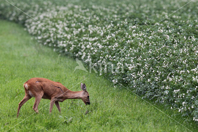 Roe Deer (Capreolus capreolus)