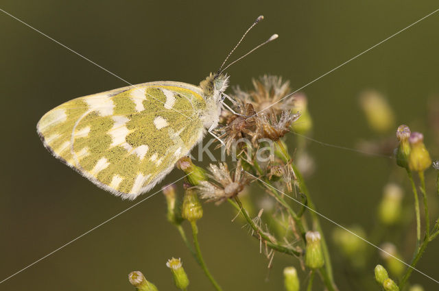Bath White (Pontia daplidice)