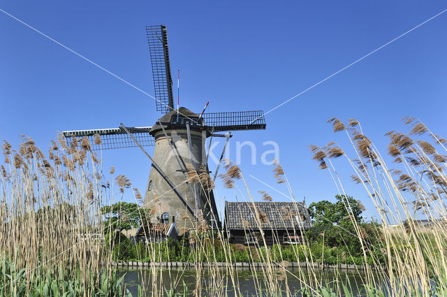 Riet (Phragmites australis)