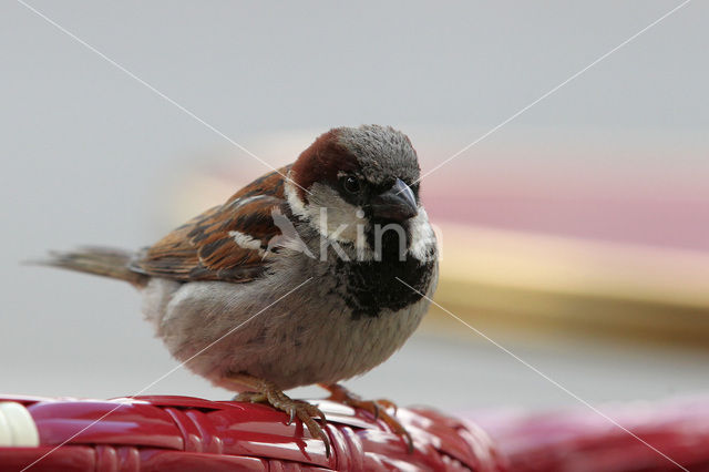 Eurasian Tree Sparrow (Passer montanus)