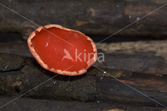 scarlet cup fungus (Sarcoscypha coccinea)