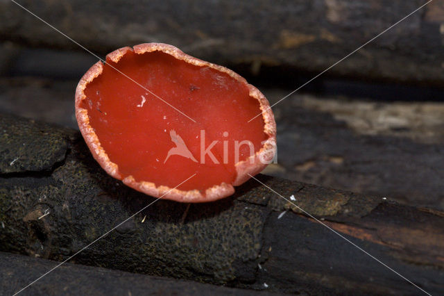 scarlet cup fungus (Sarcoscypha coccinea)