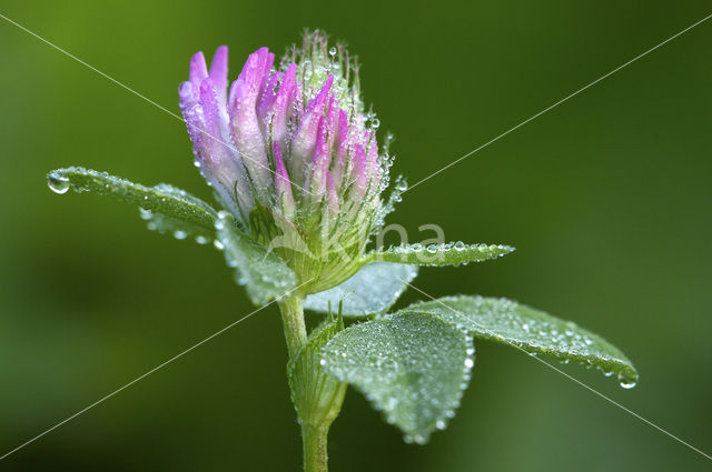 Rode klaver (Trifolium pratense)