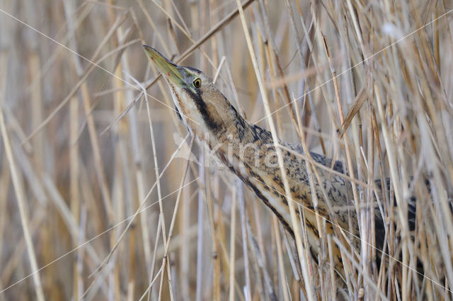 Bittern (Botaurus stellaris)