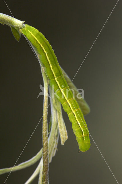 herald moth (Scoliopteryx libatrix)