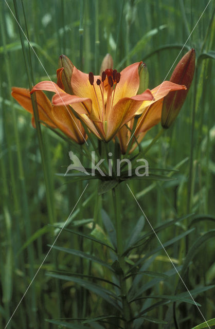 Orange Lily (Lilium bulbiferum subsp.croceum)