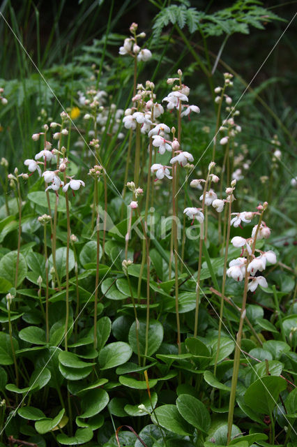 Round-leaved Wintergreen (Pyrola rotundifolia)