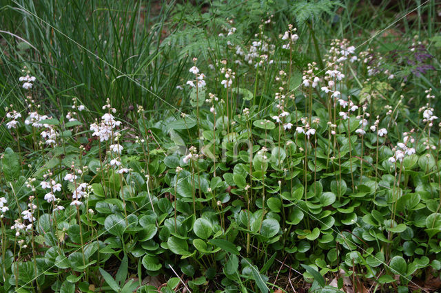 Round-leaved Wintergreen (Pyrola rotundifolia)
