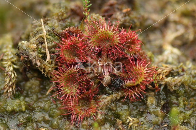 Ronde zonnedauw (Drosera rotundifolia)