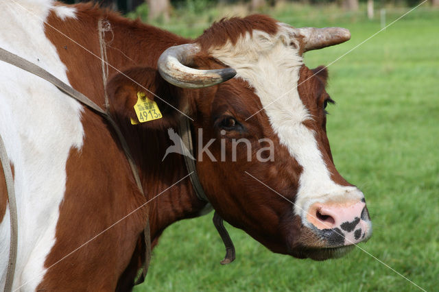 red-and-white Cow (Bos domesticus)