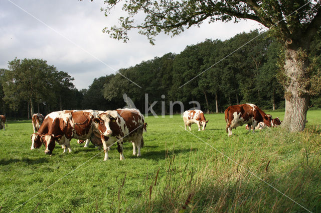 Roodbonte MRIJ Koe (Bos domesticus)