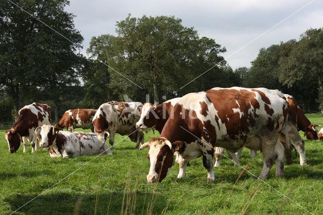 red-and-white Cow (Bos domesticus)