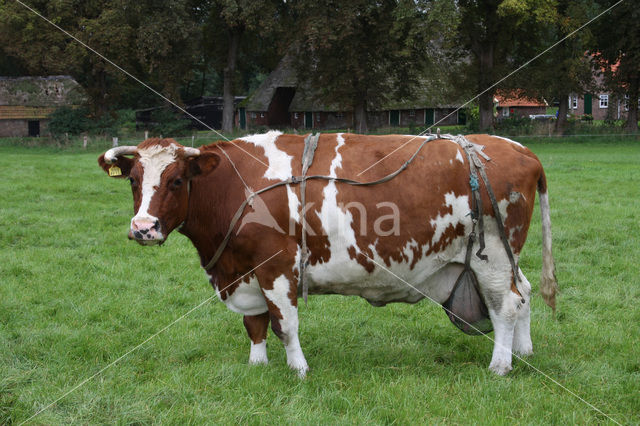 red-and-white Cow (Bos domesticus)