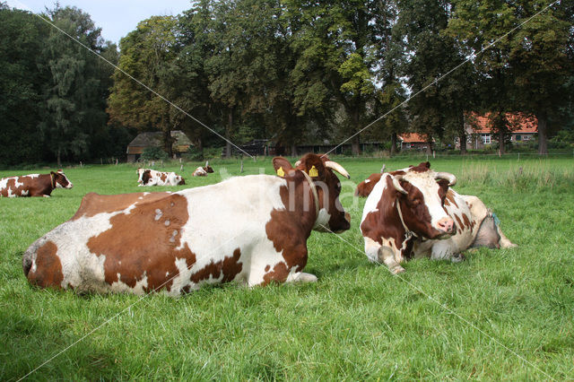 red-and-white Cow (Bos domesticus)