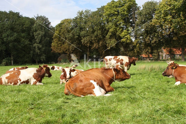 red-and-white Cow (Bos domesticus)