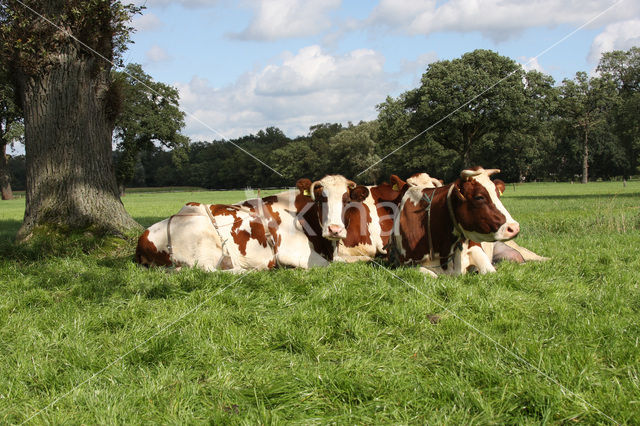 red-and-white Cow (Bos domesticus)