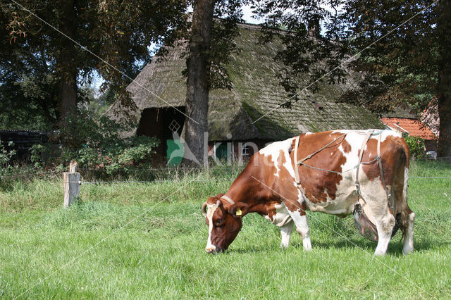 Roodbonte MRIJ Koe (Bos domesticus)