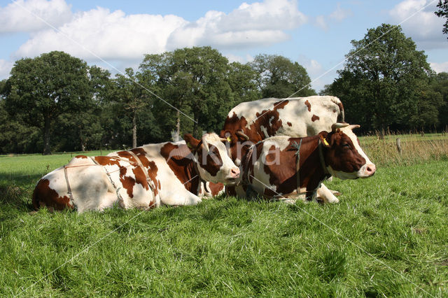 red-and-white Cow (Bos domesticus)