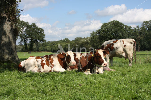 red-and-white Cow (Bos domesticus)