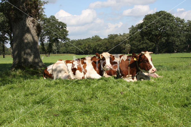 red-and-white Cow (Bos domesticus)