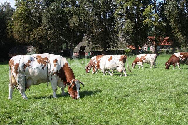 red-and-white Cow (Bos domesticus)