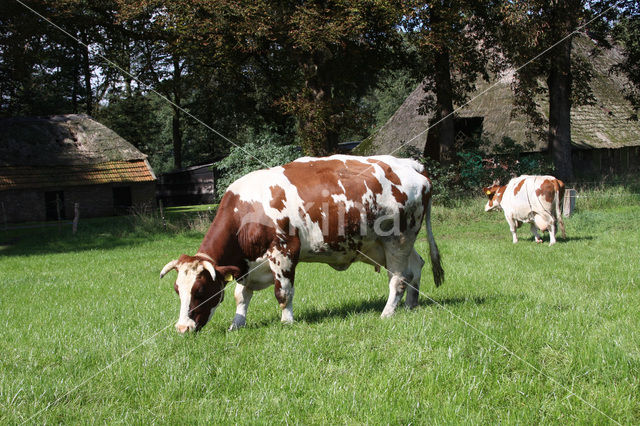 red-and-white Cow (Bos domesticus)