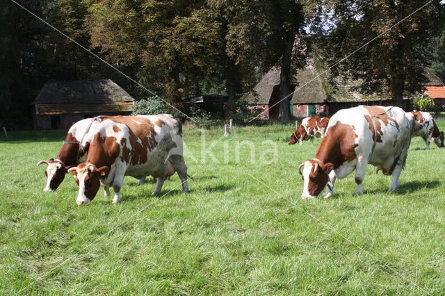 red-and-white Cow (Bos domesticus)