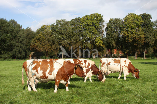 red-and-white Cow (Bos domesticus)