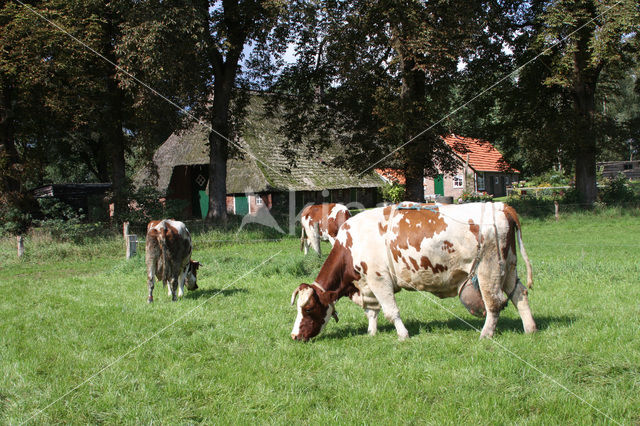 Roodbonte MRIJ Koe (Bos domesticus)