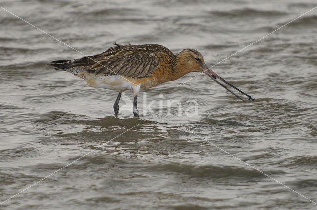 Bar-tailed Godwit (Limosa lapponica)