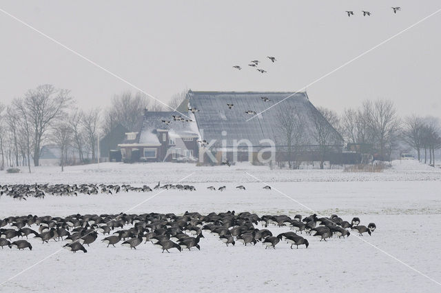 Rotgans (Branta bernicla)